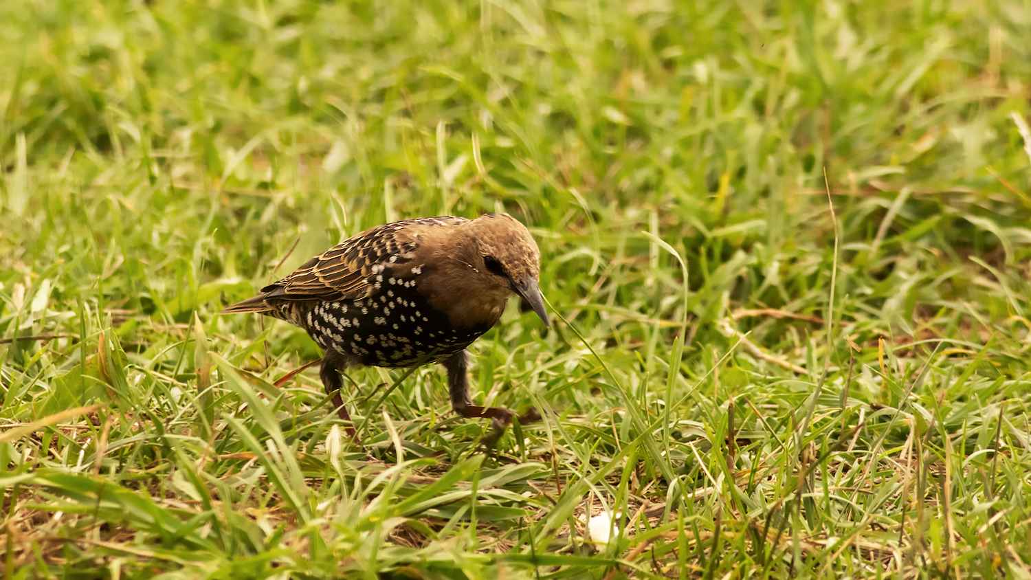 European Starling